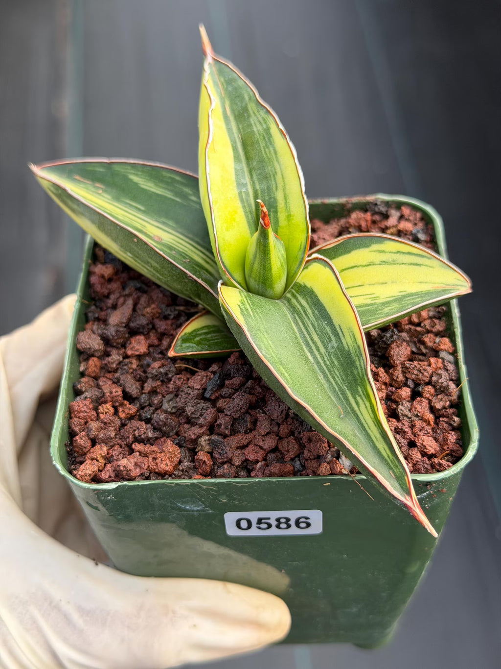 Variegated Sansevieria Samurai | Rare Easy Care Snake Plant #586