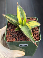 Variegated Sansevieria Samurai | Rare Easy Care Snake Plant #586