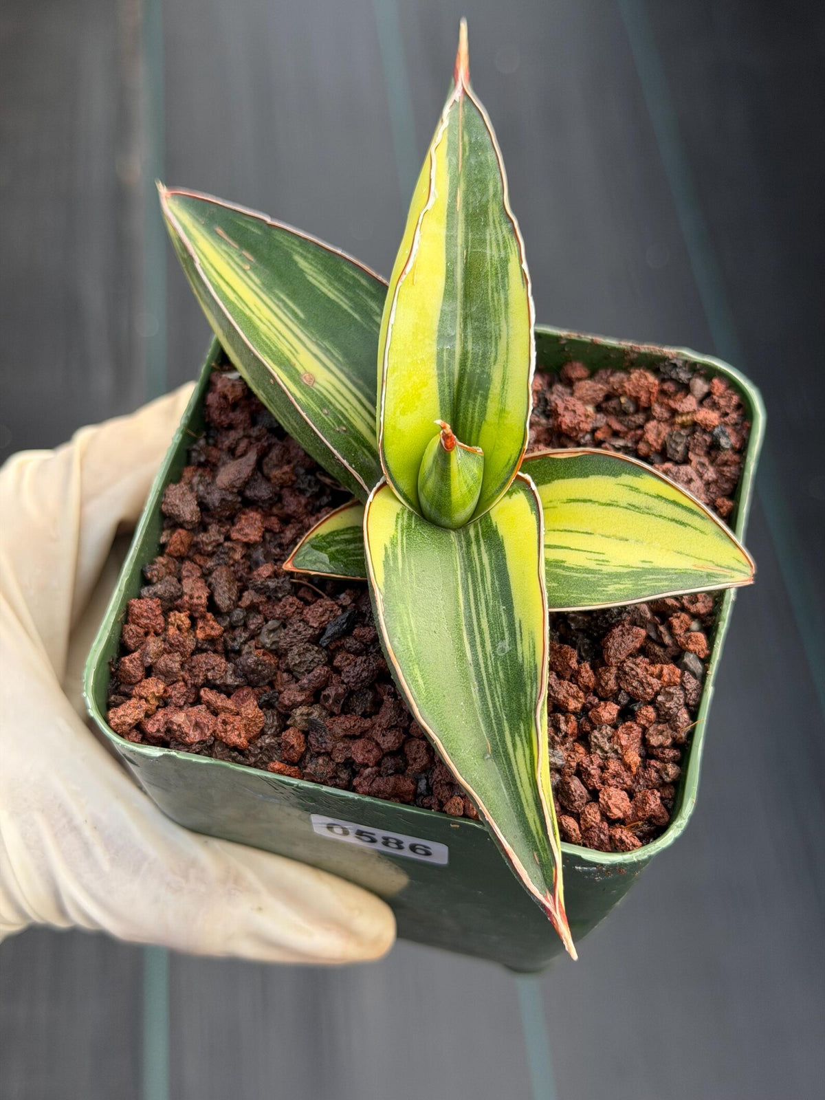 Variegated Sansevieria Samurai | Rare Easy Care Snake Plant #586