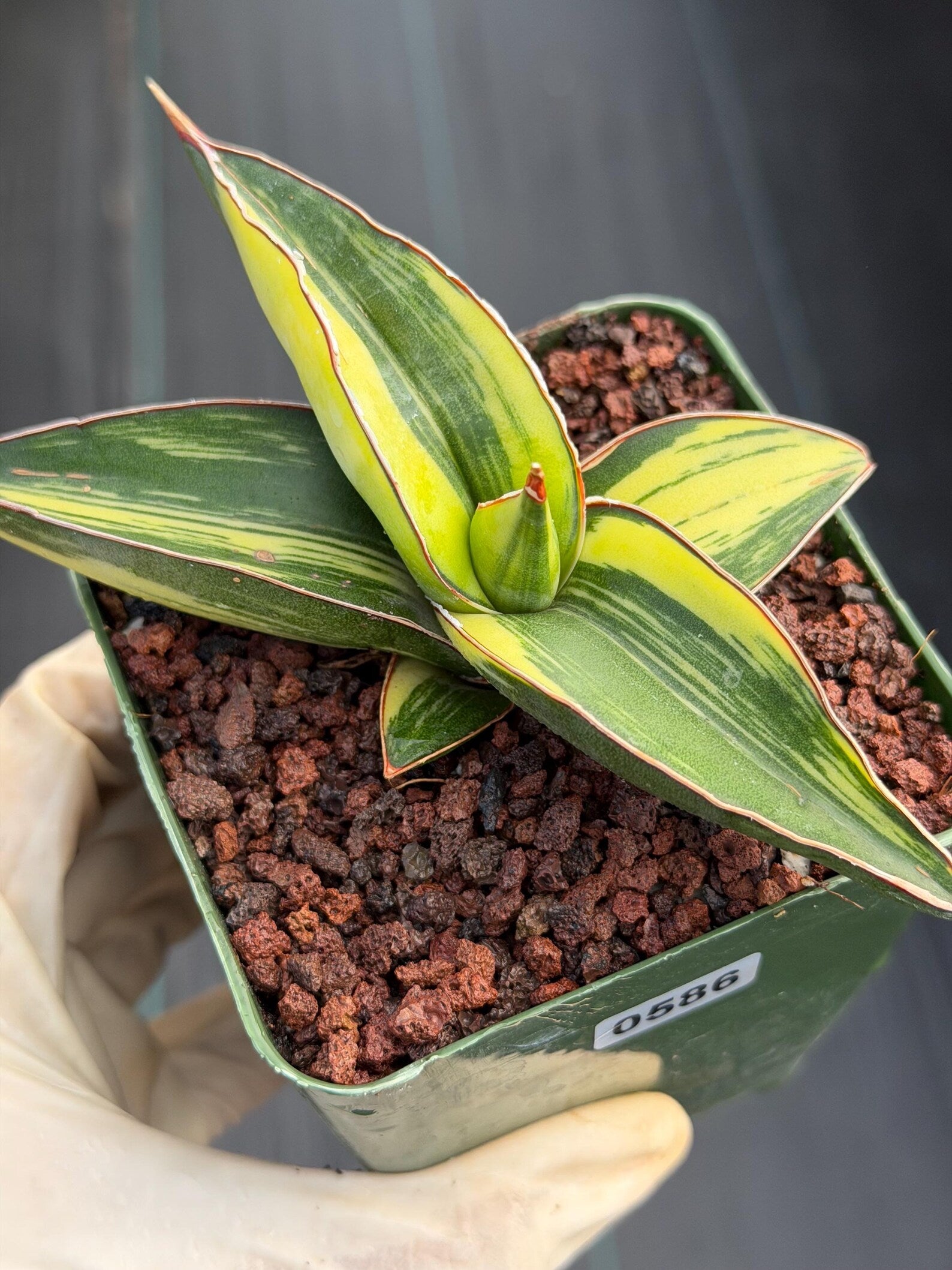 Variegated Sansevieria Samurai | Rare Easy Care Snake Plant #586