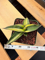 Variegated Sansevieria Samurai | Rare Easy Care Snake Plant #586