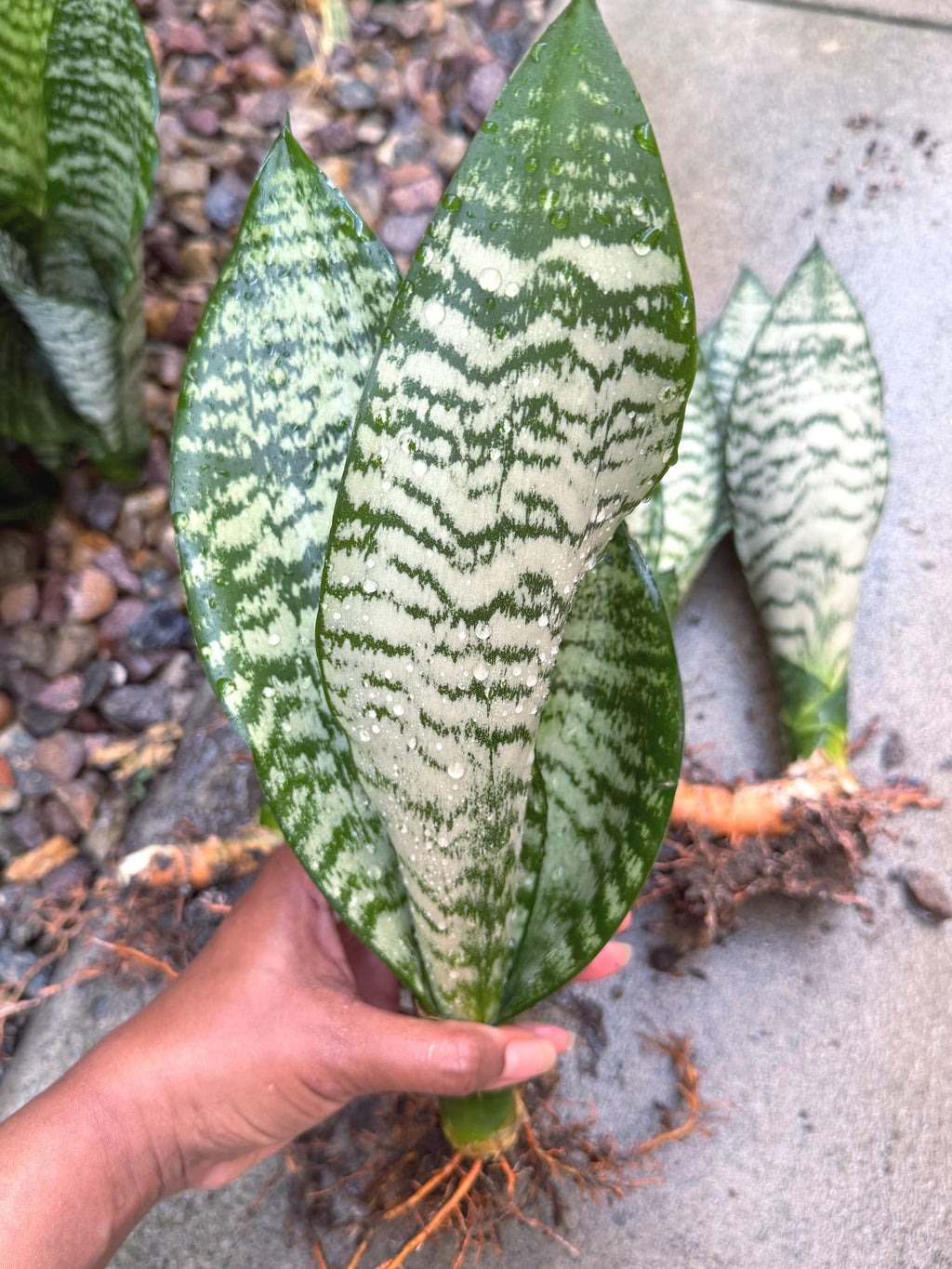 Silvery Sansevieria Trifasciata | Easy Care Snake Plant | Live Houseplant