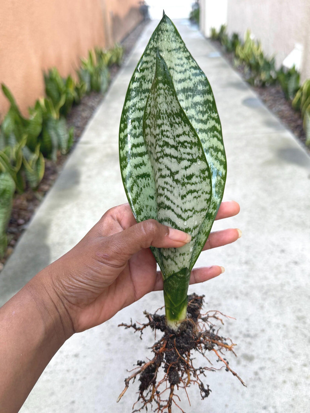 Silvery Sansevieria Trifasciata | Easy Care Snake Plant | Live Houseplant
