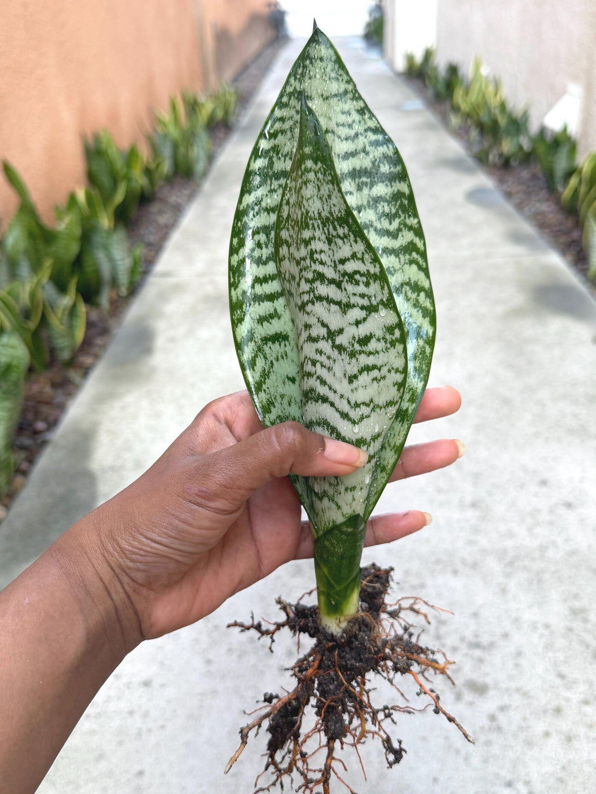 Silvery Sansevieria Trifasciata | Easy Care Snake Plant | Live Houseplant
