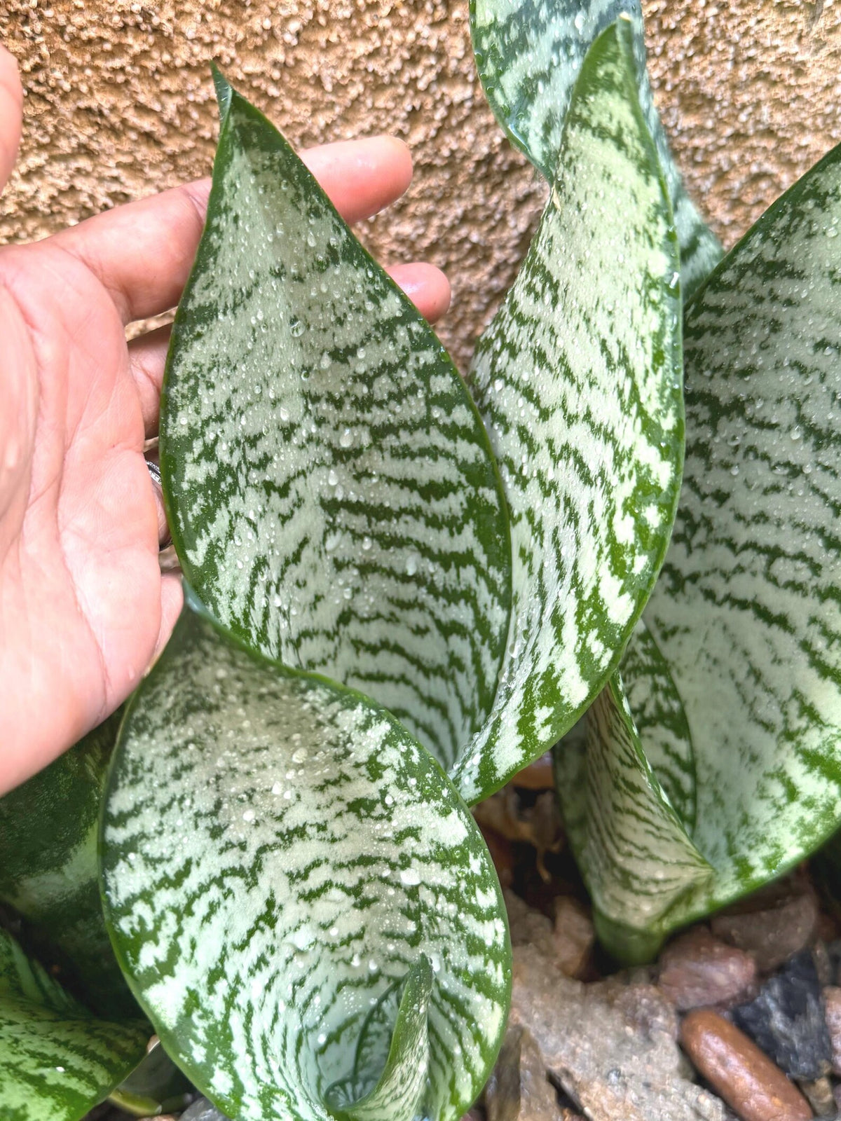 Silvery Sansevieria Trifasciata | Easy Care Snake Plant | Live Houseplant