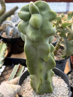Totem Pole Cactus | Bumpy Form Rare Live Cactus Plant