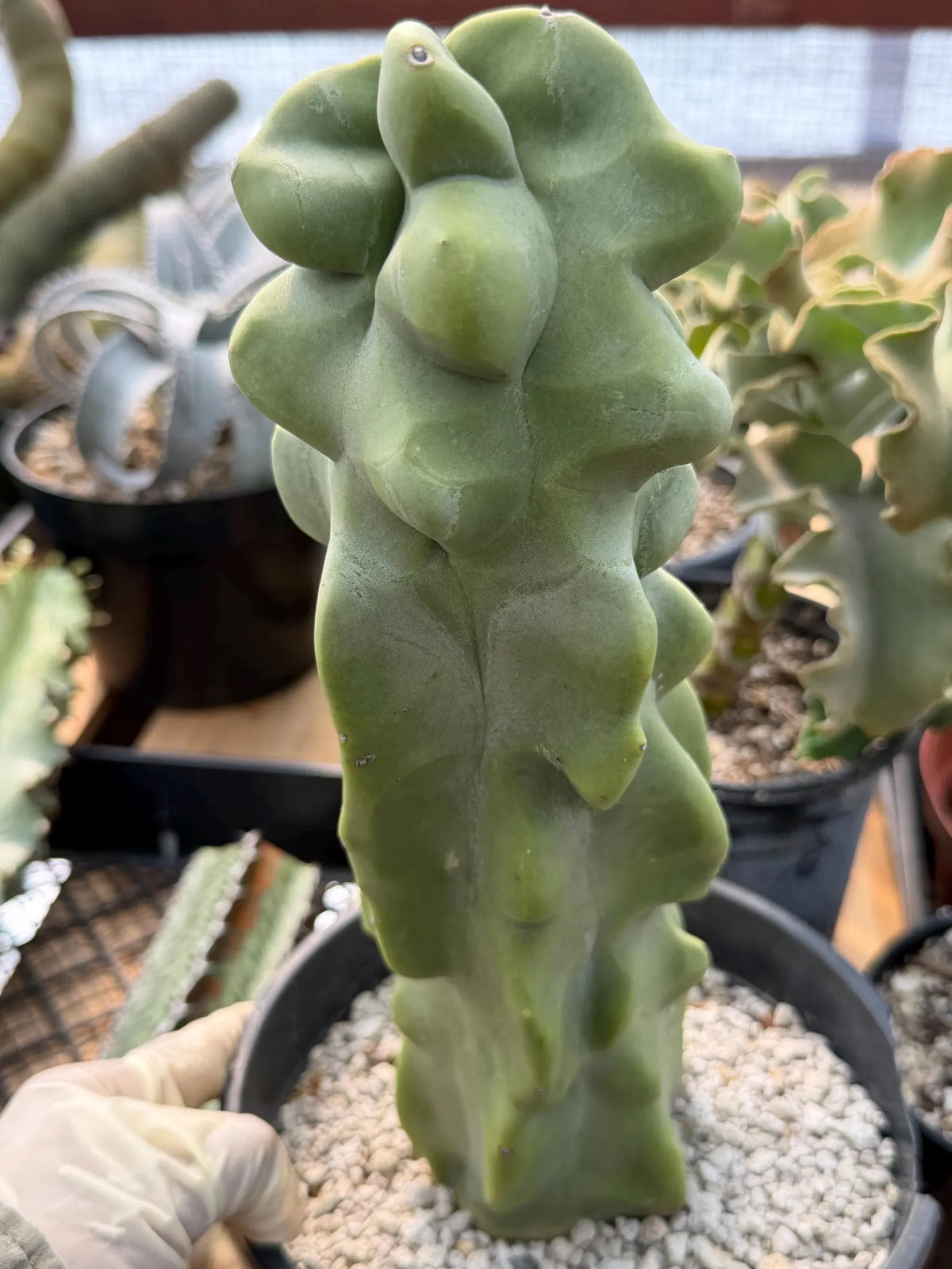 Totem Pole Cactus | Bumpy Form Rare Live Cactus Plant