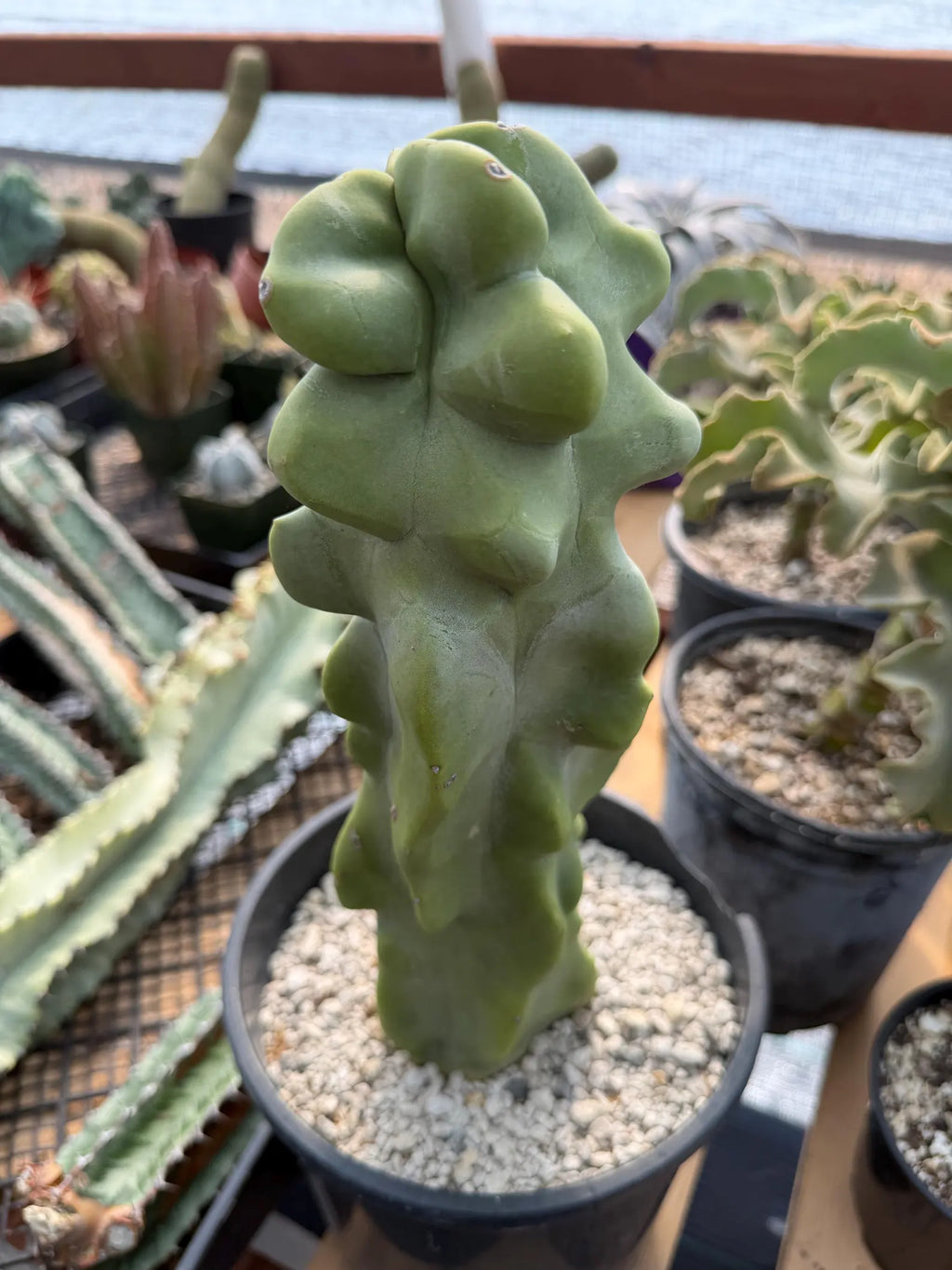 Totem Pole Cactus | Bumpy Form Rare Live Cactus Plant