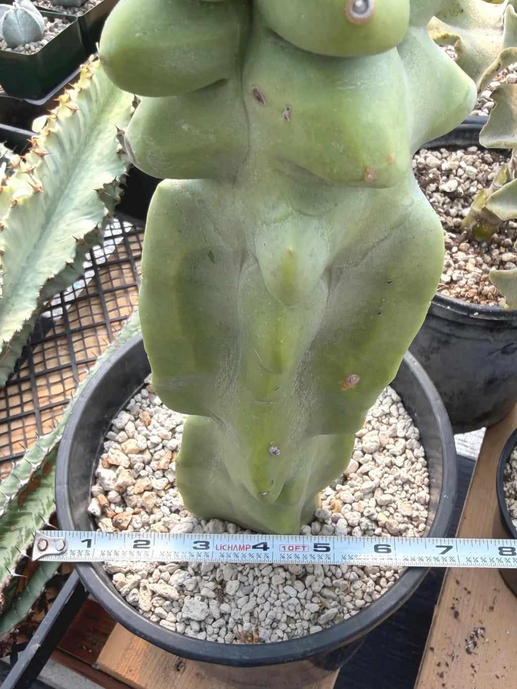 Totem Pole Cactus | Bumpy Form Rare Live Cactus Plant