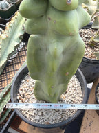 Totem Pole Cactus | Bumpy Form Rare Live Cactus Plant