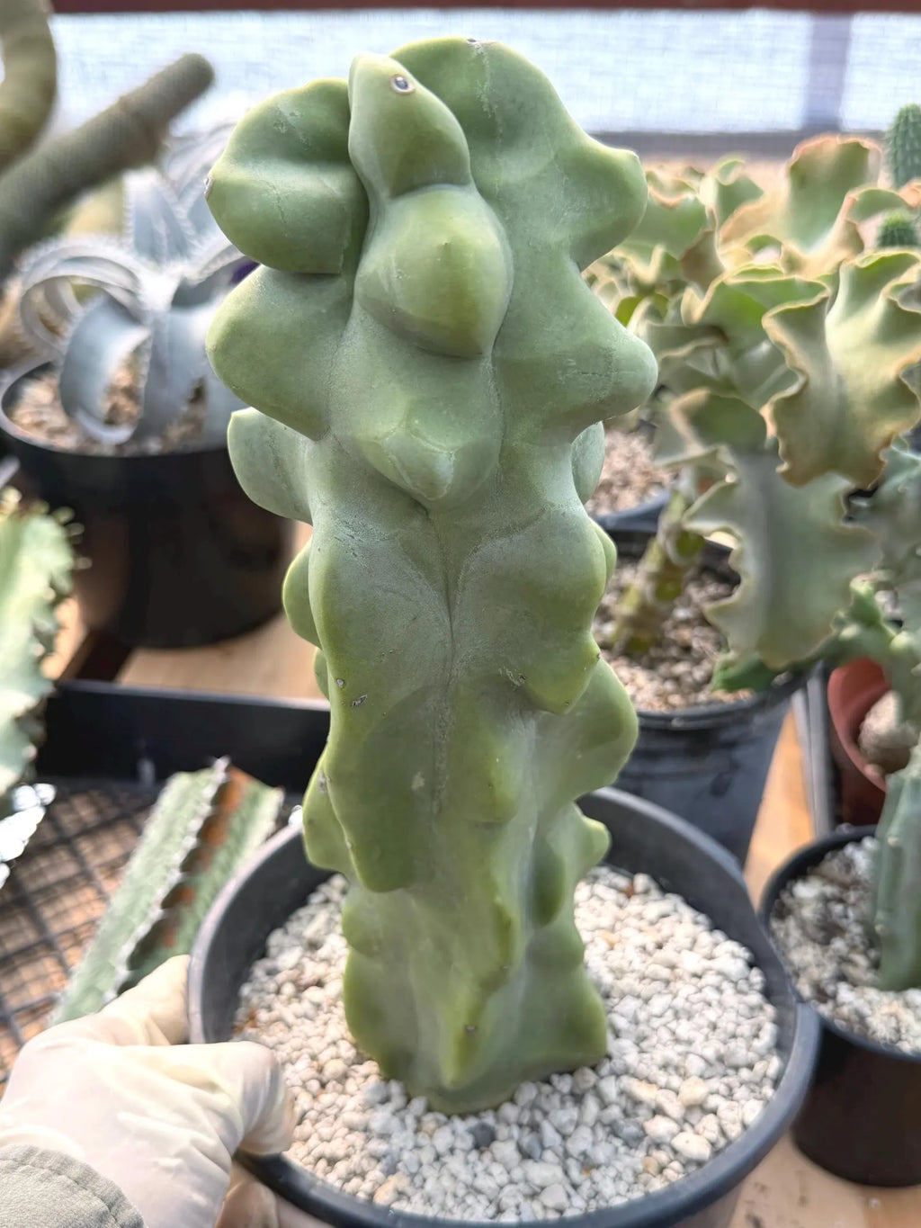Totem Pole Cactus | Bumpy Form Rare Live Cactus Plant