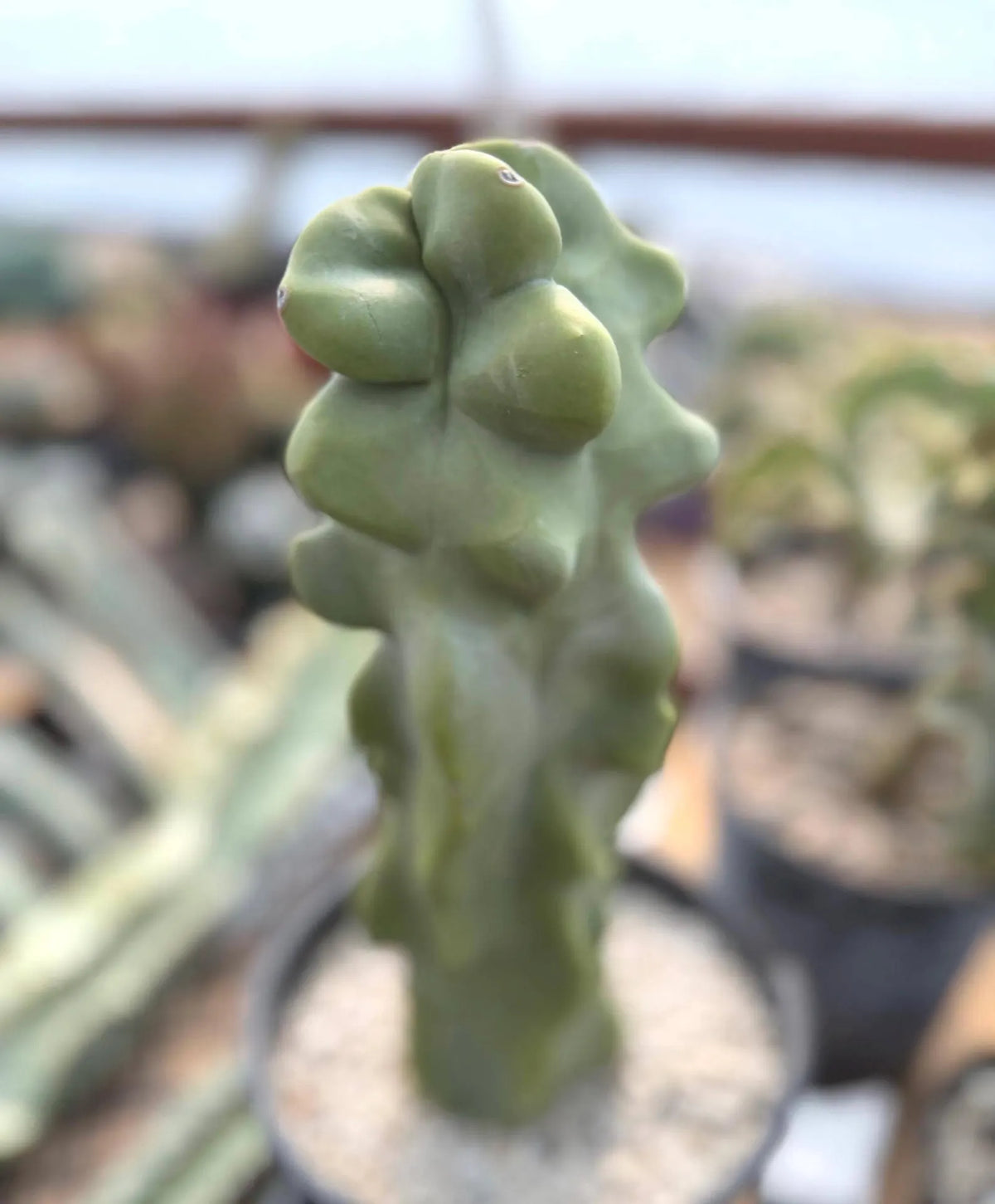 Totem Pole Cactus | Bumpy Form Rare Live Cactus Plant