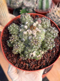 Copiapoa Humilis Cluster Cactus | Rare Desert Live Plant #591
