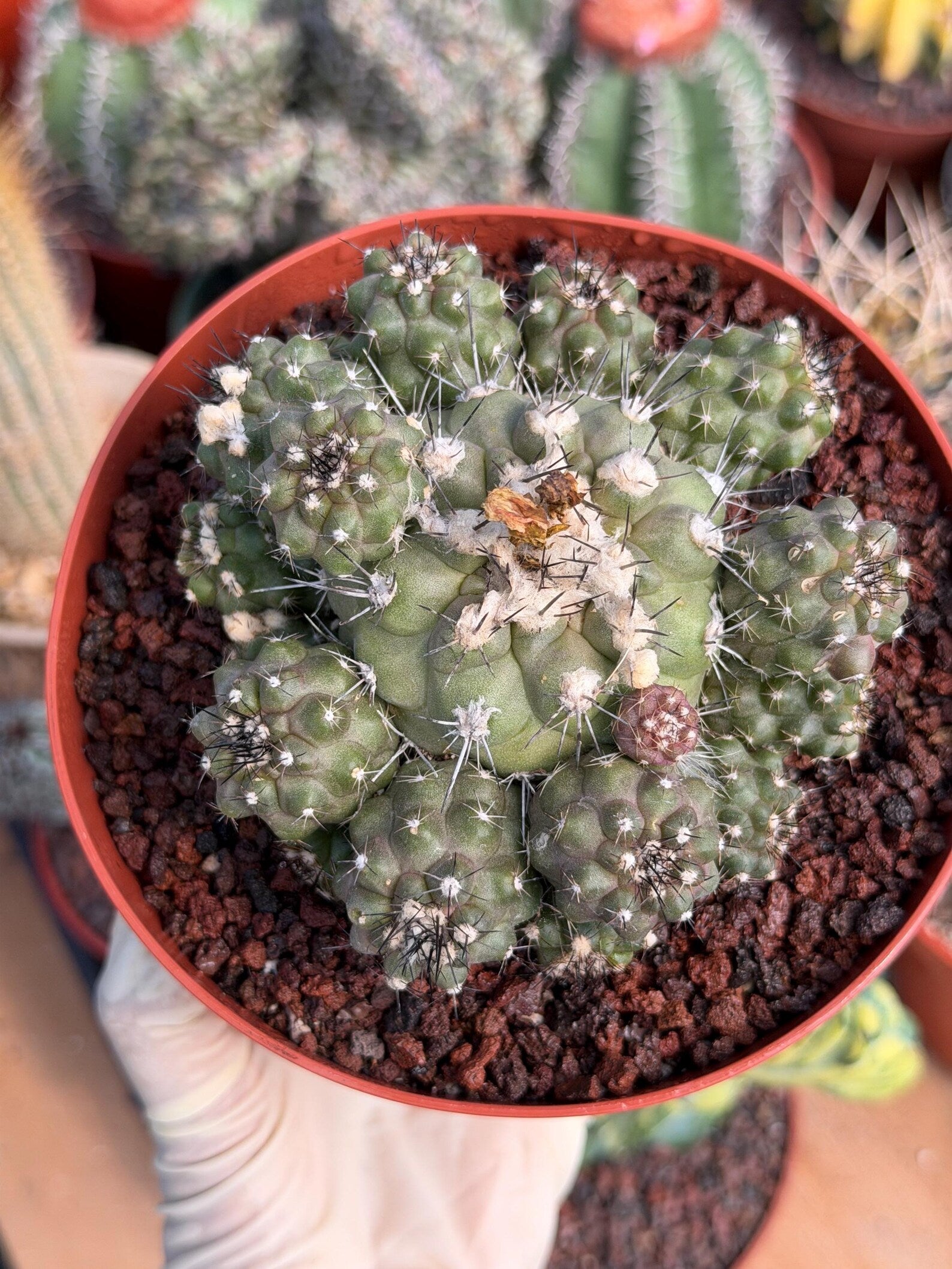 Copiapoa Humilis Cluster Cactus | Rare Desert Live Plant #591