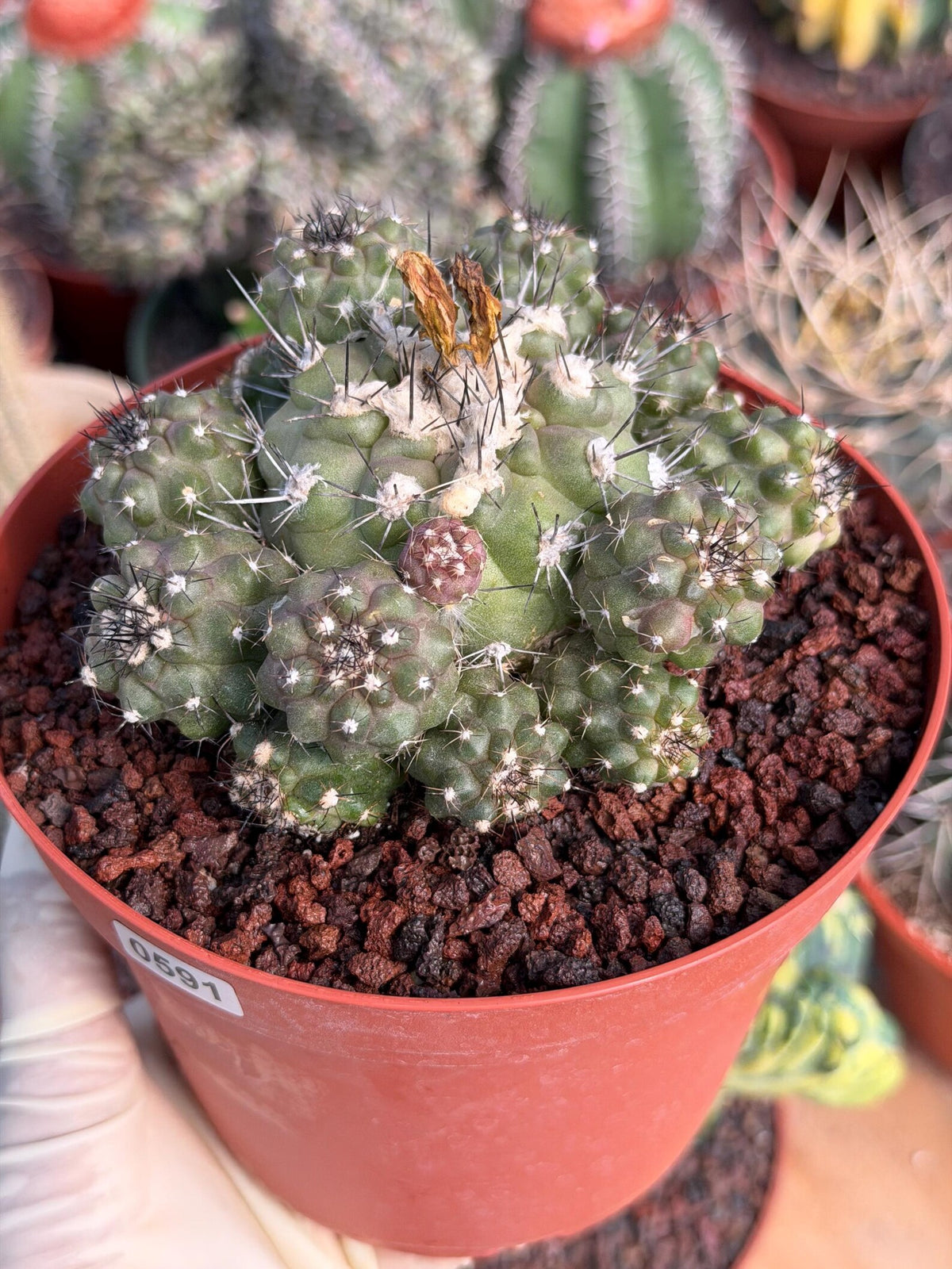 Copiapoa Humilis Cluster Cactus | Rare Desert Live Plant #591