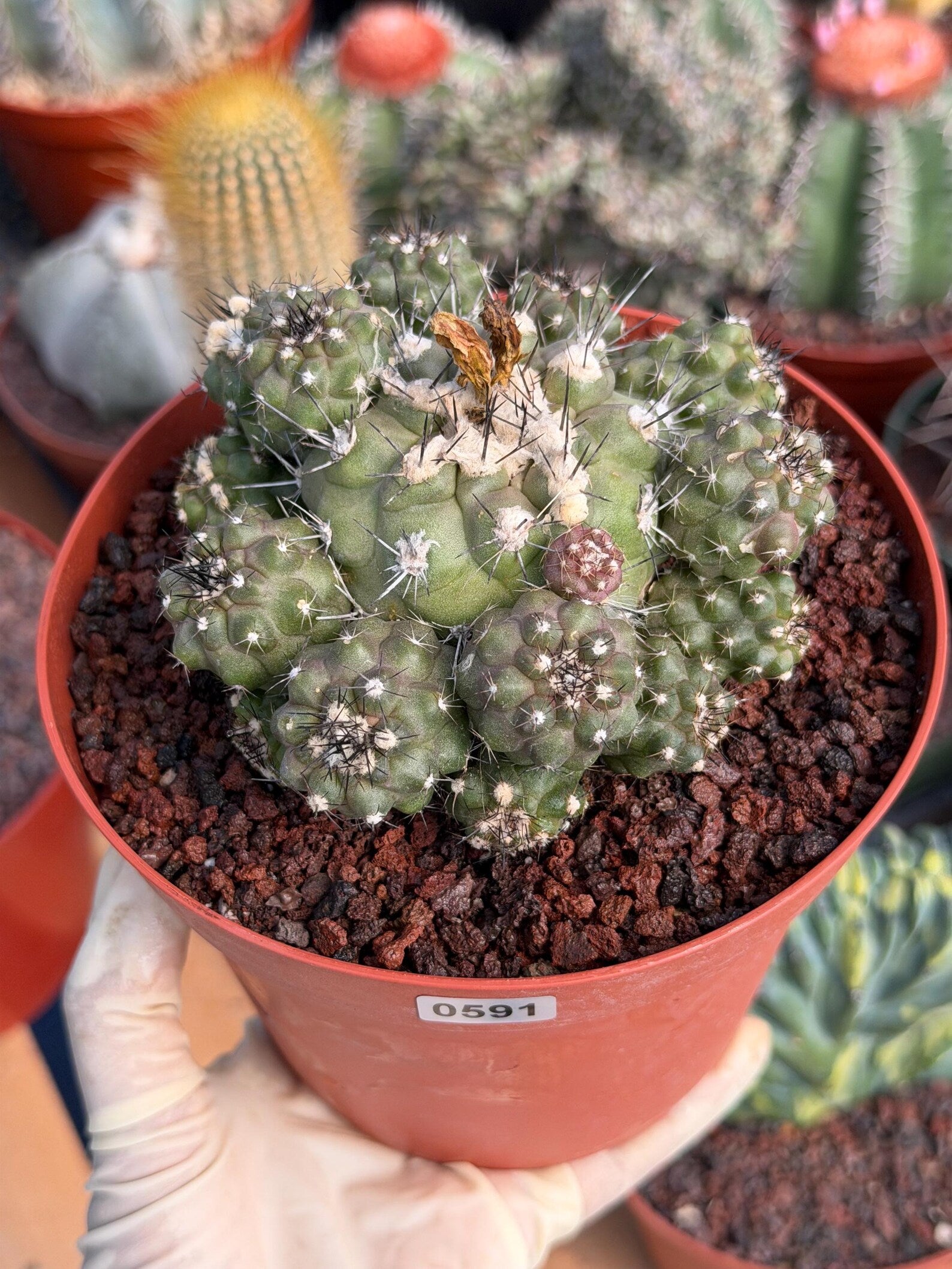 Copiapoa Humilis Cluster Cactus | Rare Desert Live Plant #591