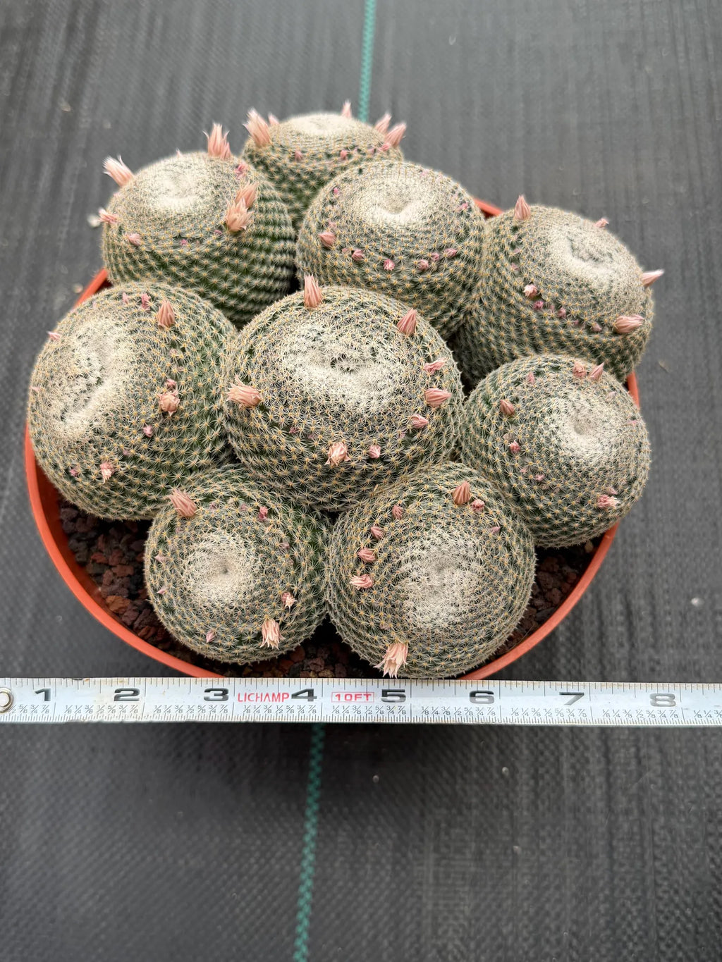 Mammillaria Perbella Cluster Cactus | Compact Specimen Live Plant