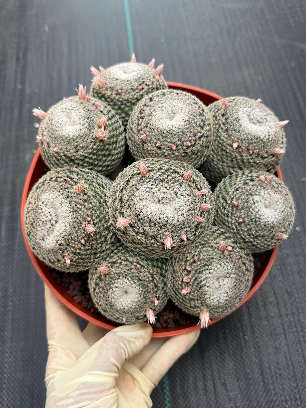 Mammillaria Perbella Cluster Cactus | Compact Specimen Live Plant