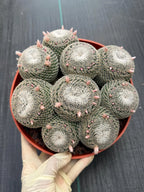 Mammillaria Perbella Cluster Cactus | Compact Specimen Live Plant