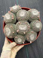 Mammillaria Perbella Cluster Cactus | Compact Specimen Live Plant