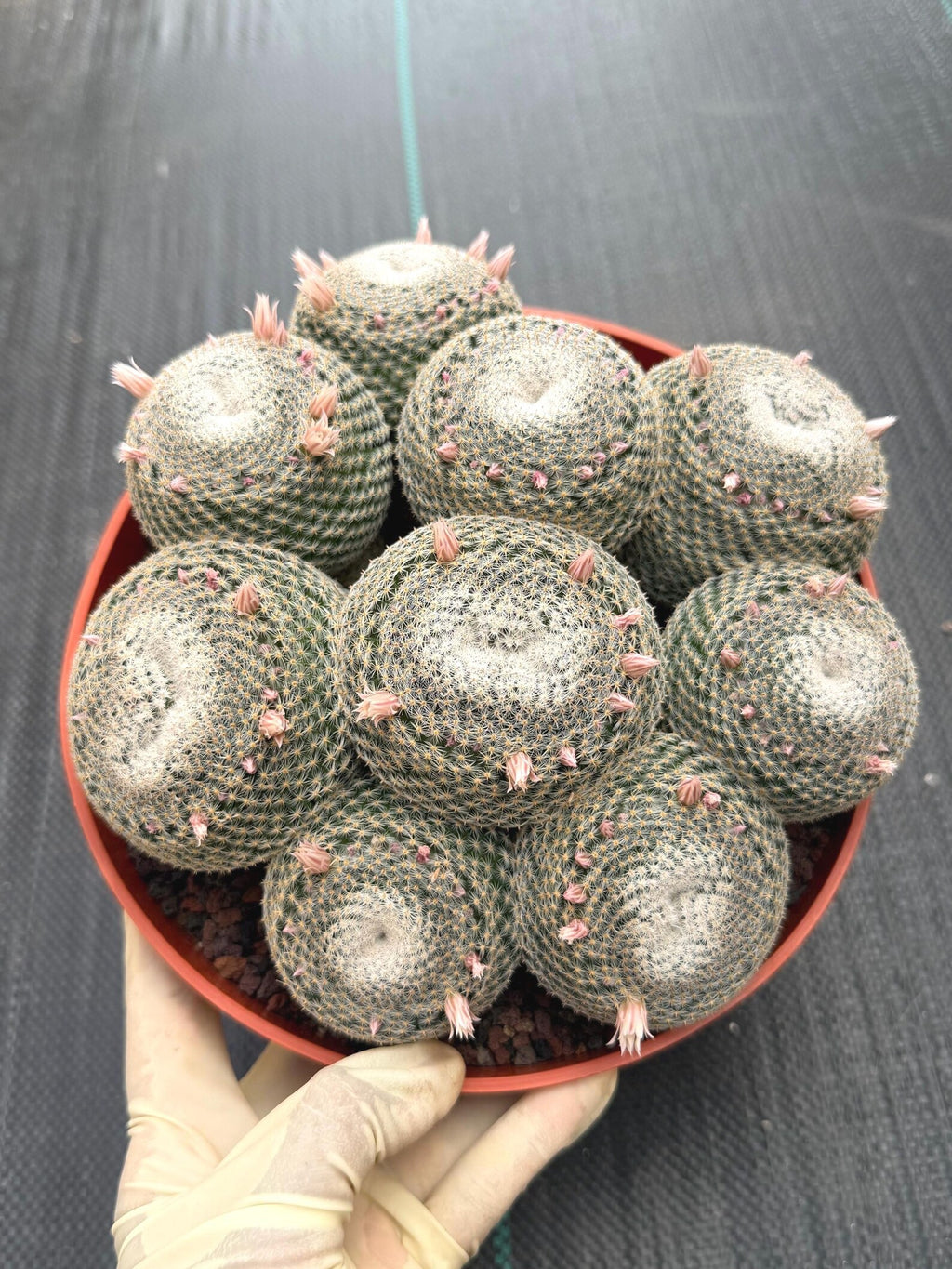 Mammillaria Perbella Cluster Cactus | Compact Specimen Live Plant