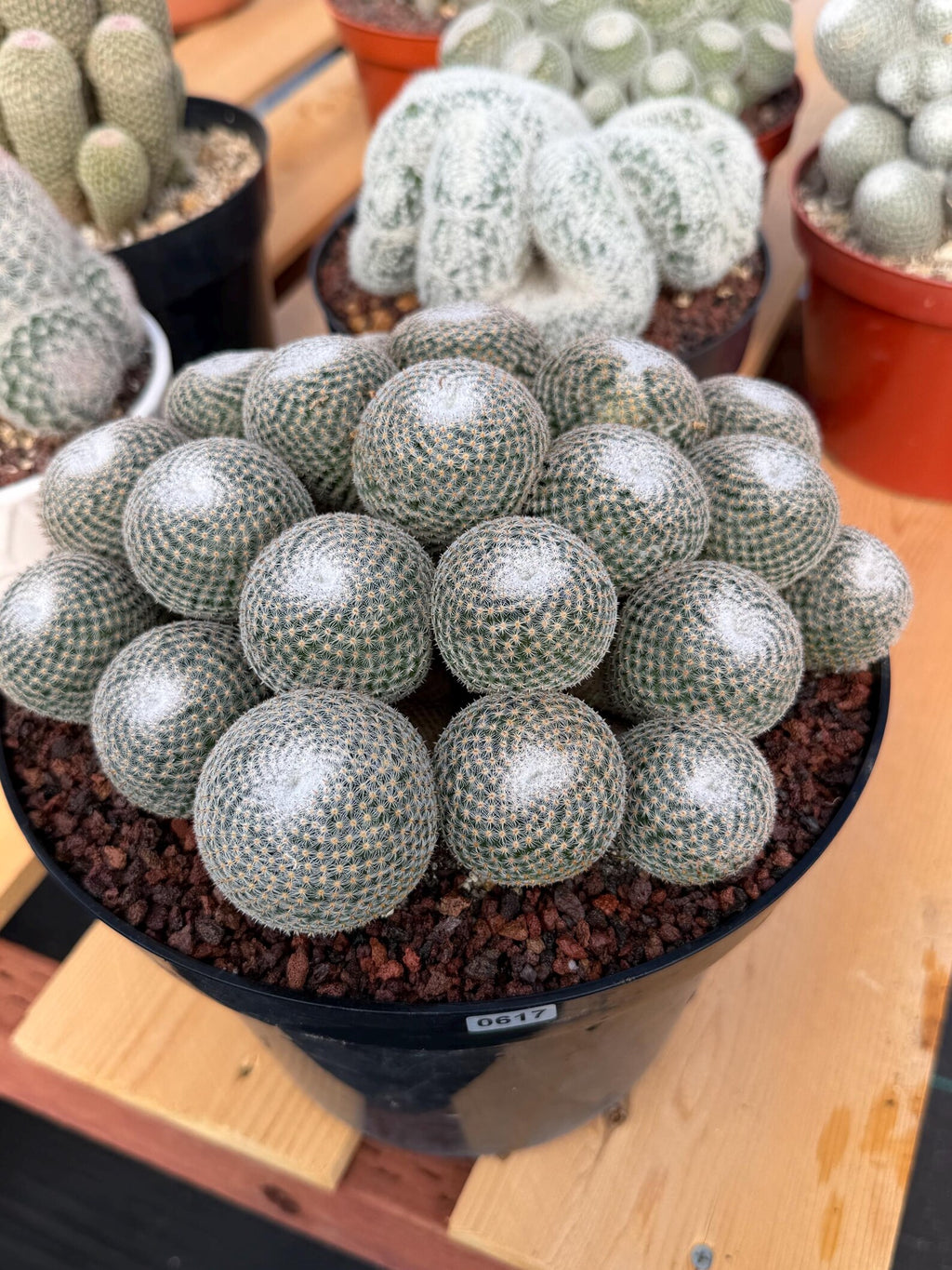 Mammillaria Perbella Cluster | Rare Specimen Cactus #617