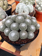 Mammillaria Perbella Cluster | Rare Specimen Cactus #617