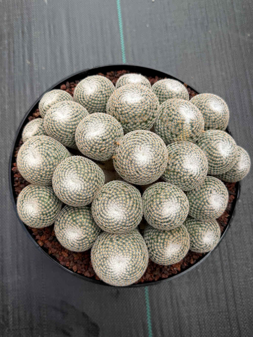 Mammillaria Perbella Cluster | Rare Specimen Cactus #617