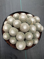 Mammillaria Perbella Cluster | Rare Specimen Cactus #617