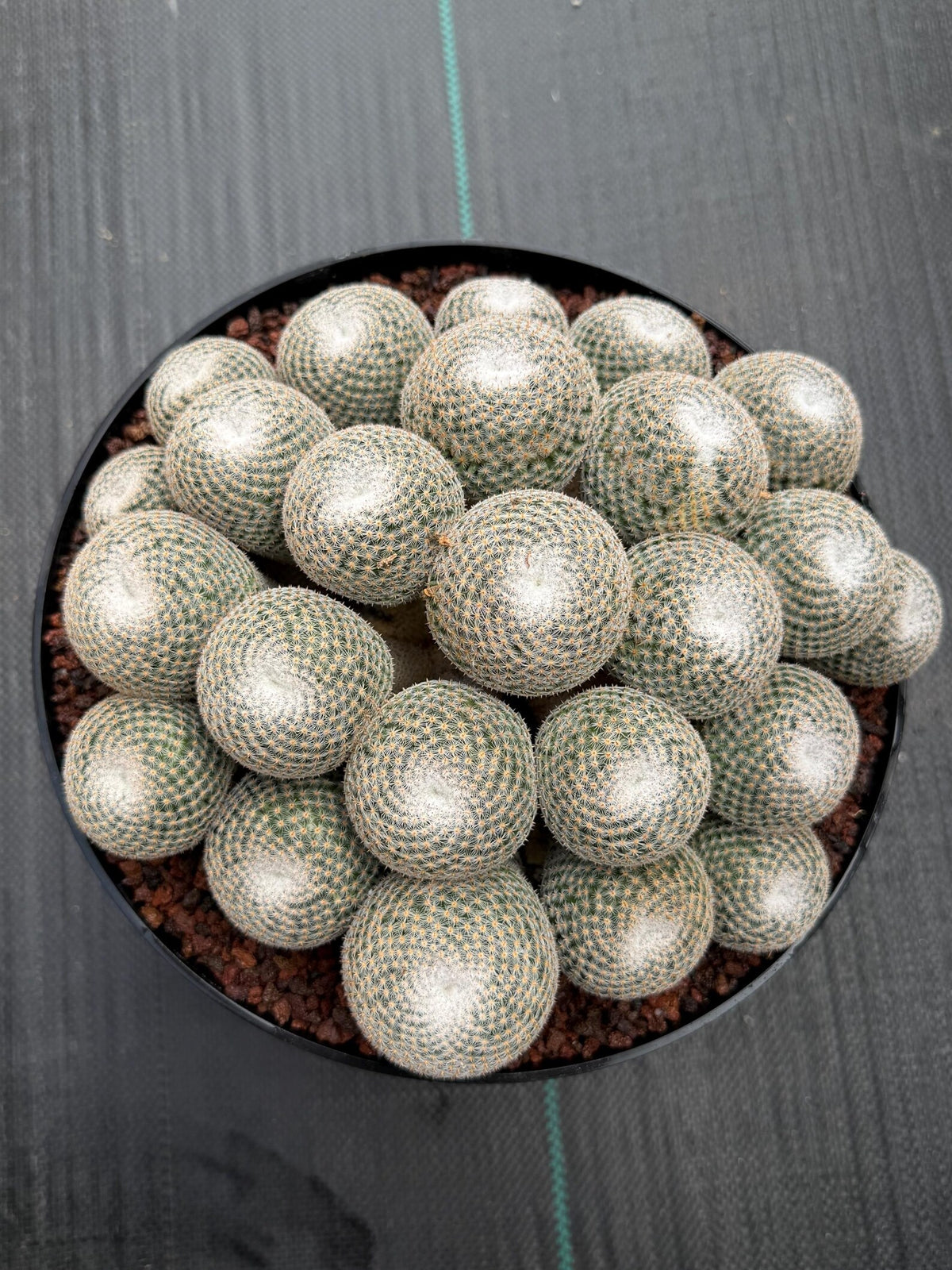 Mammillaria Perbella Cluster | Rare Specimen Cactus #617