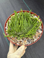 Crested Euphorbia Medusa | Rare Easy Care Succulent Plant