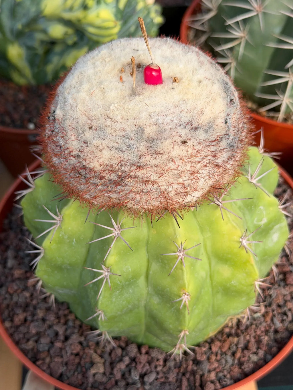 Melocactus with White Cephalium | Lime Green Rare Cactus #85