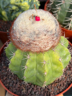 Melocactus with White Cephalium | Lime Green Rare Cactus #85