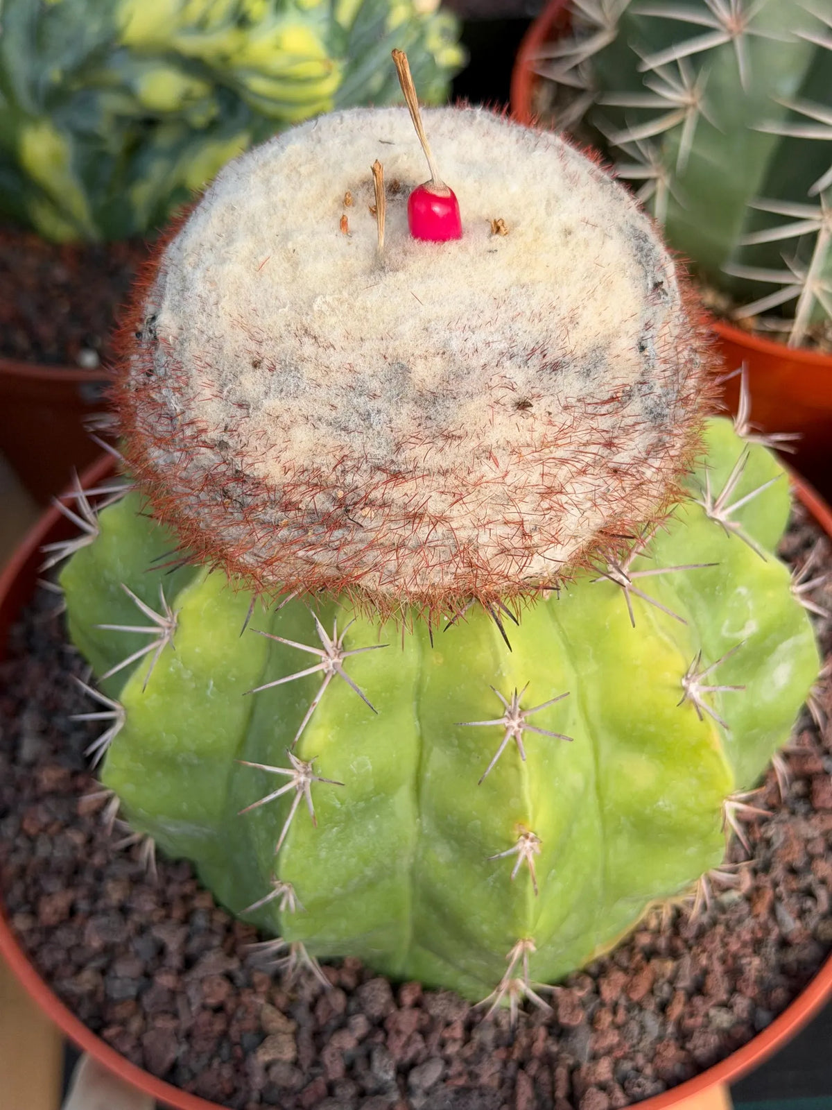Melocactus with White Cephalium | Lime Green Rare Cactus #85