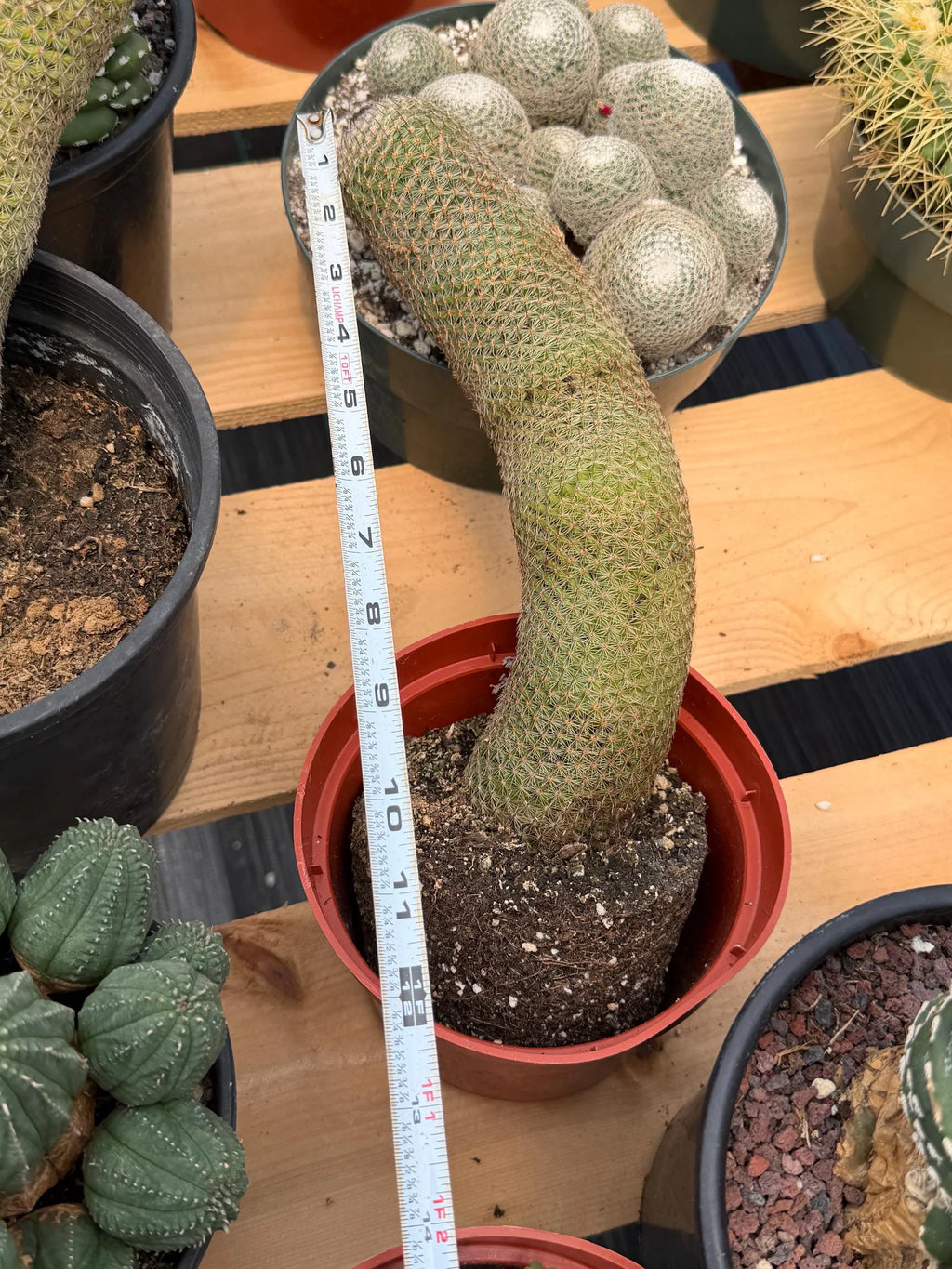 Mammillaria Matudae Walking Cactus with Pups