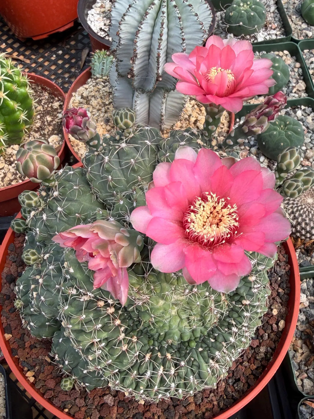 Crested Gymnocalycium Baldianum Cluster | Rare Seed-Grown Cactus