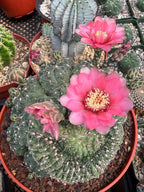 Crested Gymnocalycium Baldianum Cluster | Rare Seed-Grown Cactus
