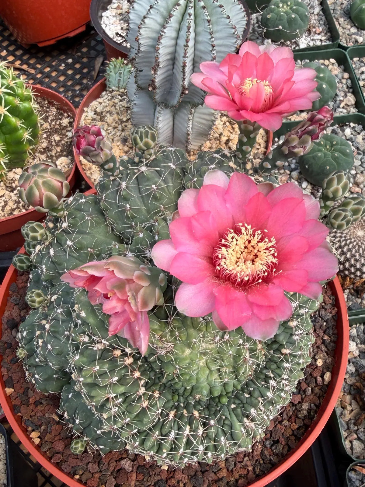 Crested Gymnocalycium Baldianum Cluster | Rare Seed-Grown Cactus