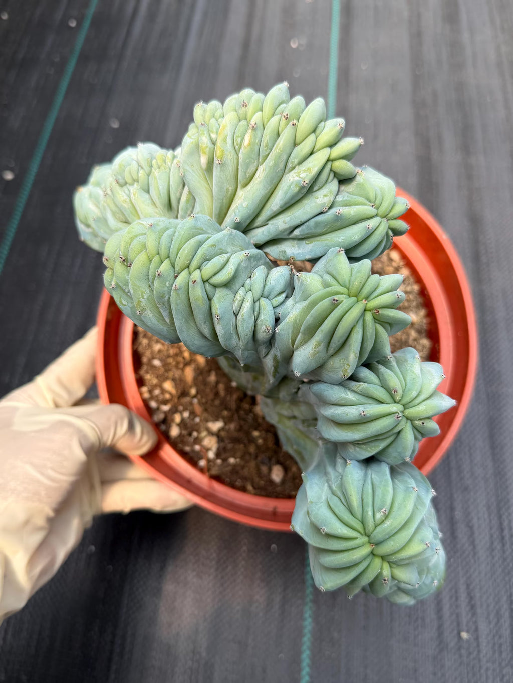 Crested Blue Myrtle Cactus | Rare Easy Care Live Plant #593