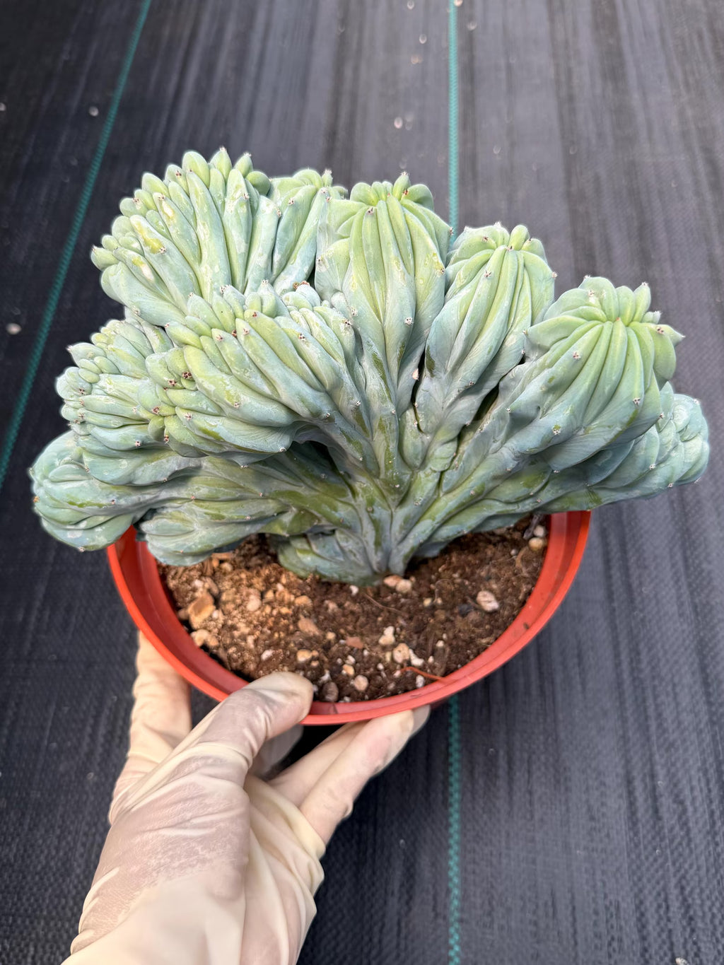 Crested Blue Myrtle Cactus | Rare Easy Care Live Plant #593