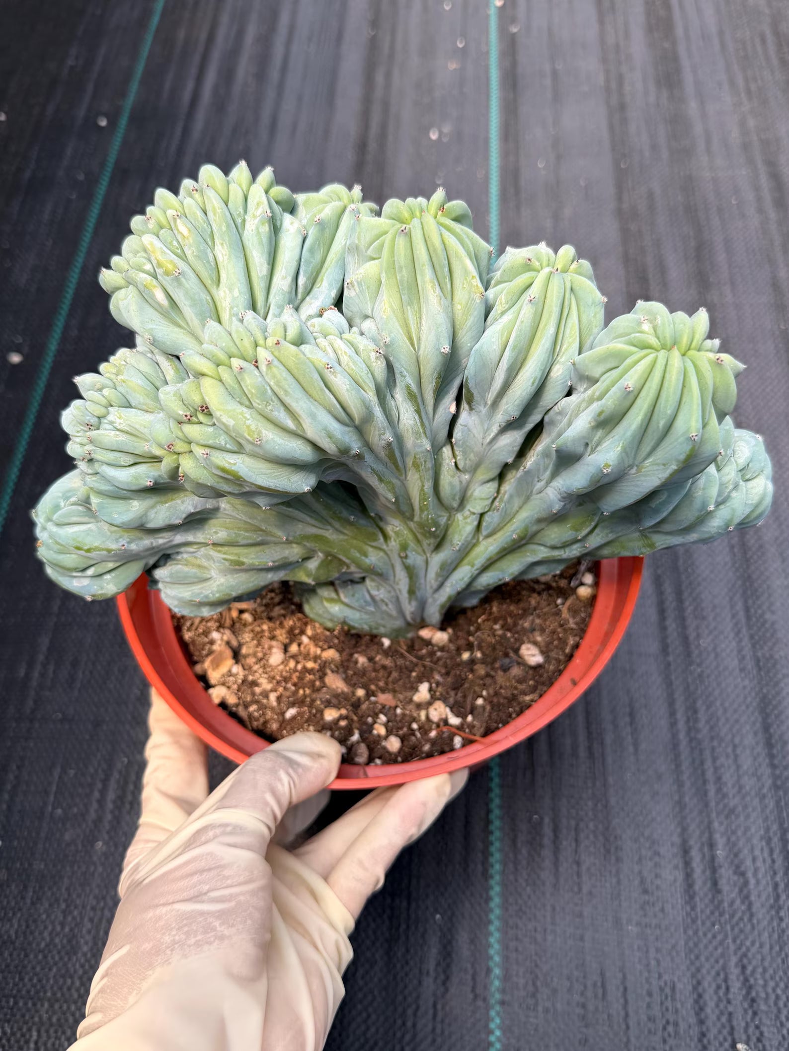 Crested Blue Myrtle Cactus | Rare Easy Care Live Plant #593