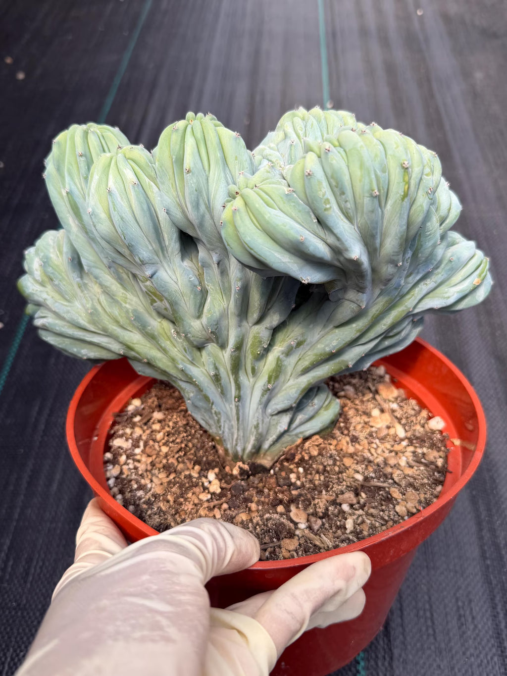 Crested Blue Myrtle Cactus | Rare Easy Care Live Plant #593