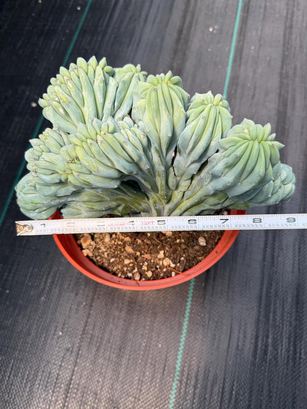 Crested Blue Myrtle Cactus | Rare Easy Care Live Plant #593