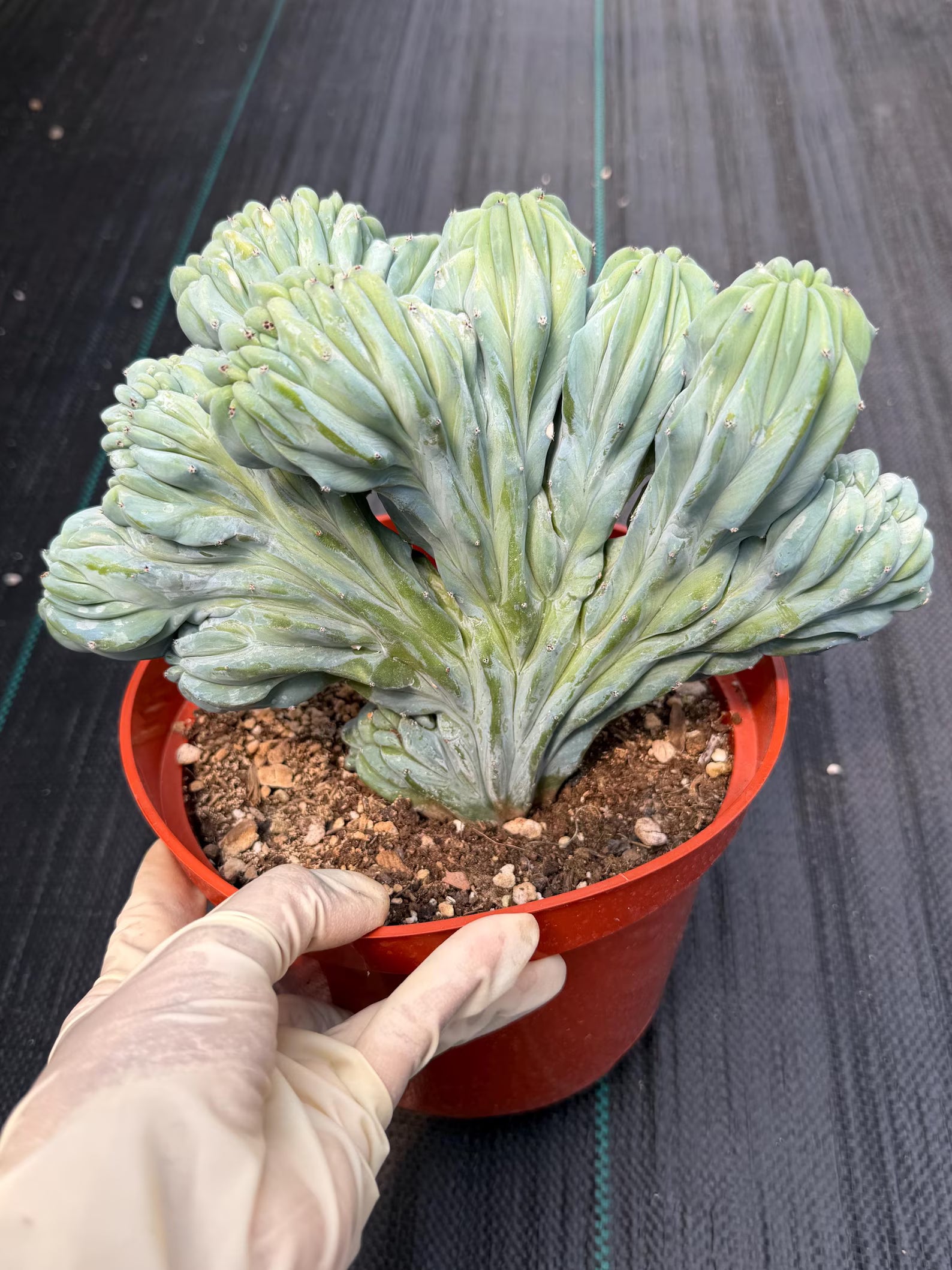 Crested Blue Myrtle Cactus | Rare Easy Care Live Plant #593