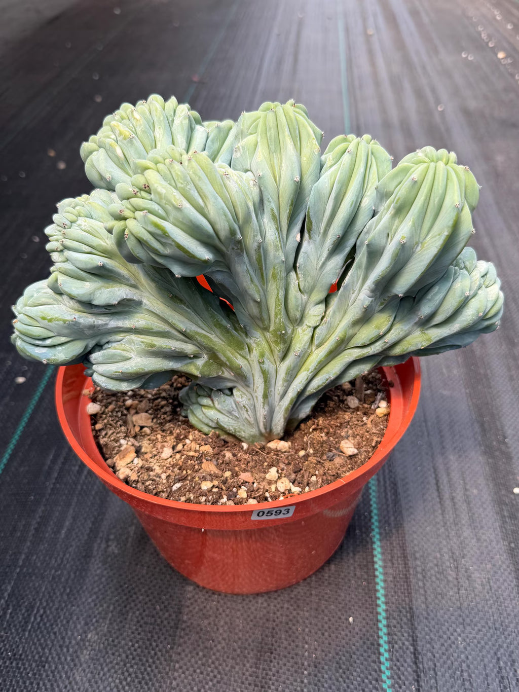 Crested Blue Myrtle Cactus | Rare Easy Care Live Plant #593