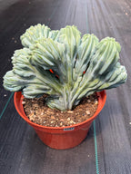Crested Blue Myrtle Cactus | Rare Easy Care Live Plant #593