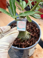 Adenium Arabicum | Dark Red Flower Desert Rose | Live Plant