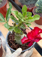 Adenium Arabicum | Dark Red Flower Desert Rose | Live Plant
