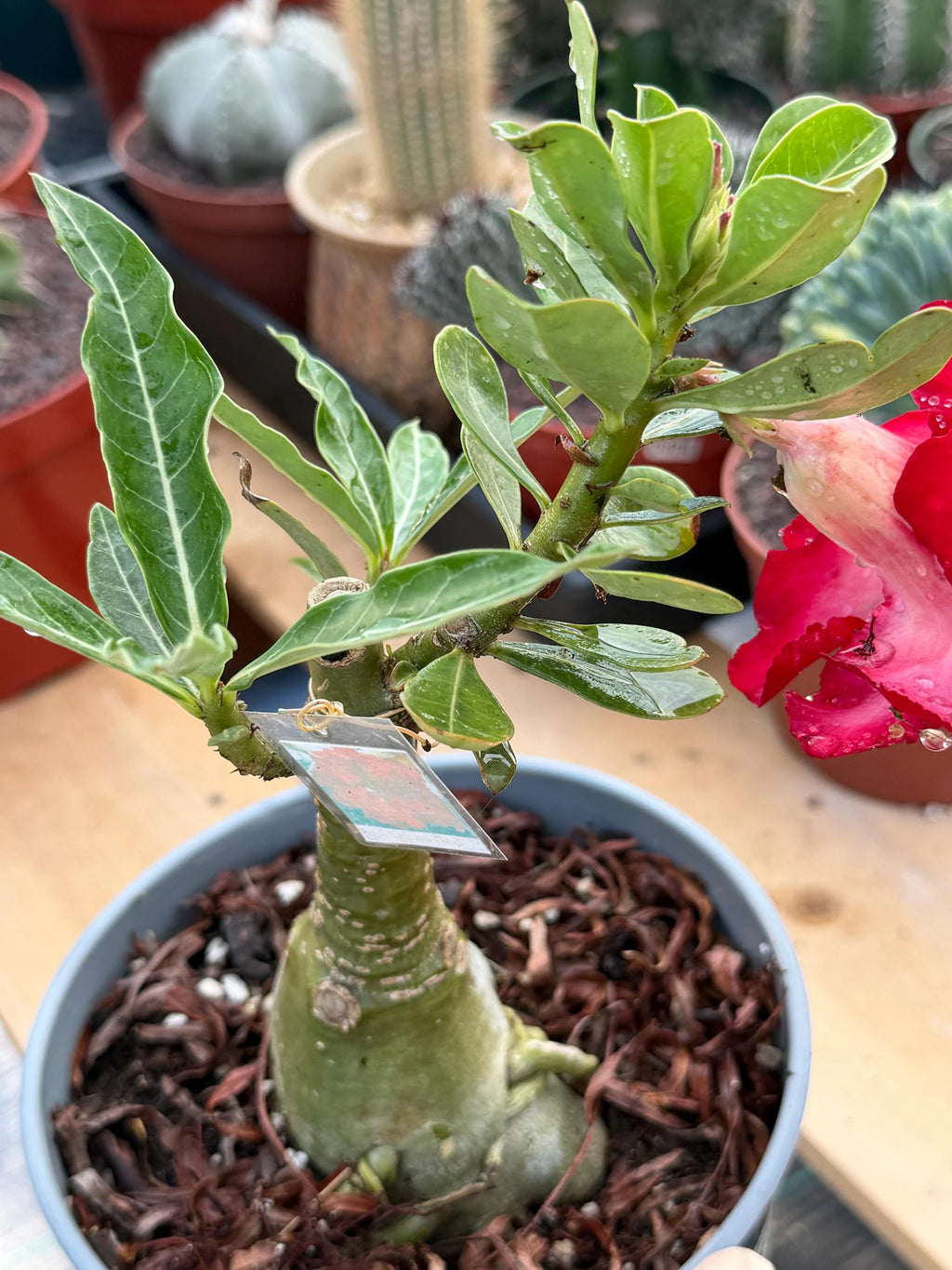 Adenium Arabicum | Dark Red Flower Desert Rose | Live Plant