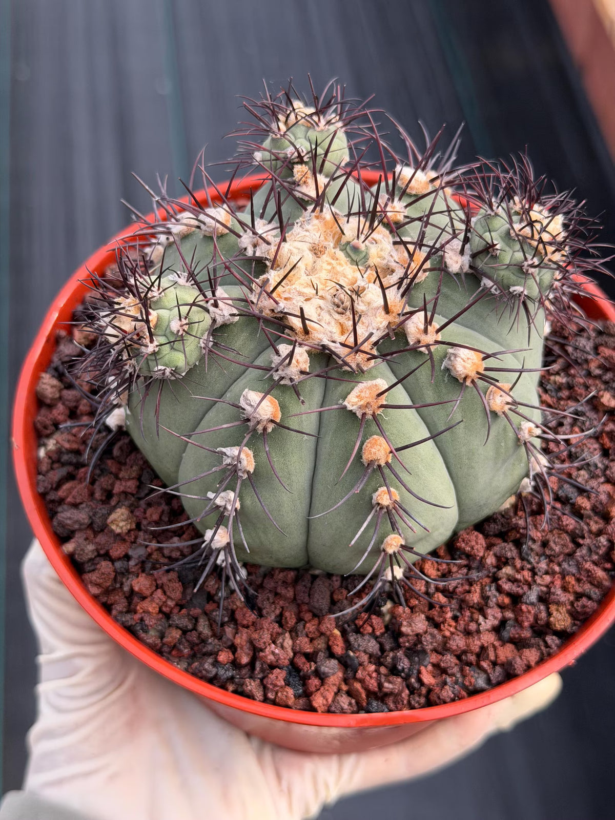 Gymnocalycium Cabreraense VOS 2122 with Pups | Seed Grown Cactus #746